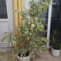 گل طبیعی بنجامین