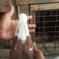 جفت جانتیلن اصل