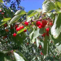 640-متر-باغچه-شرایط-بی-نظیر