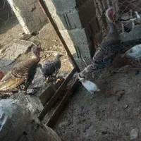 دو عدد بوقلمون ماده بهمراه جوجه
