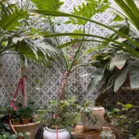 گلدان آپارتمانی بزرگ