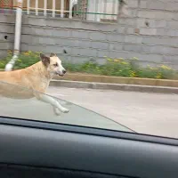 واگذاری توله سگ دوماهه میکس