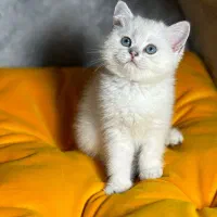 بریتیش بلوپوینت