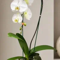 گل ارکیده سفید نو نو
