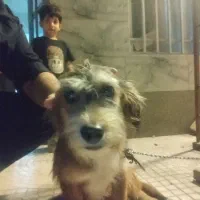 سلام سگ بامزه