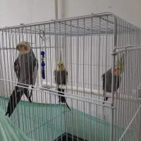فروش تعدادی عروس هلندی نر و ماده سالم