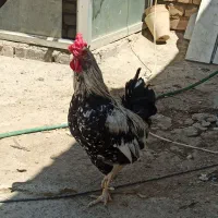 خروس گلین