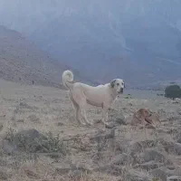 پژدر