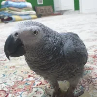 کاسکو سخنگو و رام