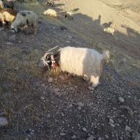 یک عدد دوبر اخته فروشی