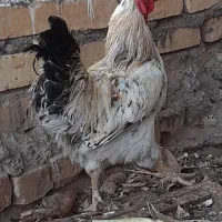 خروس|حیوانات مزرعه|قم, سرحوض|دیوار