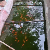ماهی قرمز برایه طعمه