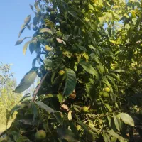 باغ گردو اجاره داده میشود