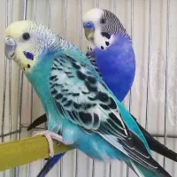 مرغ عشق ایخوم