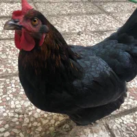 مرغ تخم گذار گلپایگان