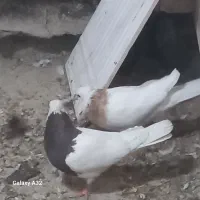 غاز و کبوتر