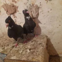 کفتر پرش