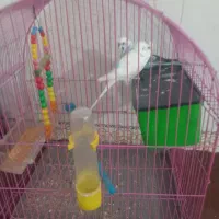 یه جفت مرغ عشق سر و حال