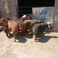 ۴راس میش بره نر