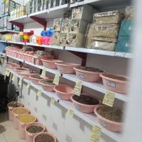 پت شاپ پرندگان،فروش و تکثیر تخصصی عروس هلندی