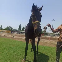 اسب نر تروبرد