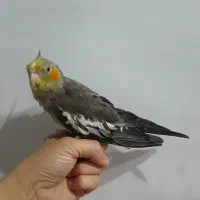 عروس هلندی دان خور