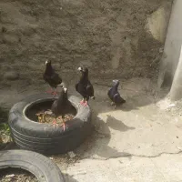 یک جفت کبوتر زاغ شاهپرسفید با دوتا جوجه 1500