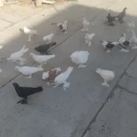 سه جفت لوتی بالا آییخ بالا