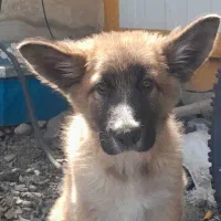 سگ ژرمن اصل نگهبان و محافظ صاحبش