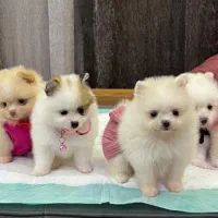 سگ های پامرانین/شیتزو/فنجونی