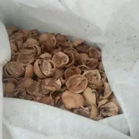 پوست گردو