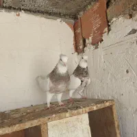 کبوتر ساده کربلایی مگسی دمبی
