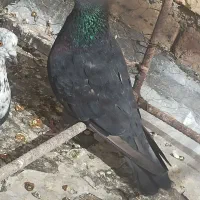 کفتر