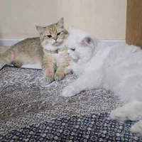 واگذاری یک جفت گربه نر و ماده بریتیش پرشین