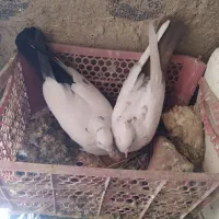 دمبی|پرنده|شهرضا, |دیوار