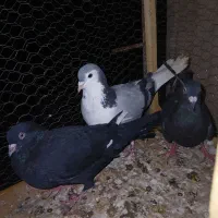 کبوتر صید ساده شیزاری زاغ سبز قره سیاه