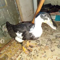 اردک سه و نیم ماهه