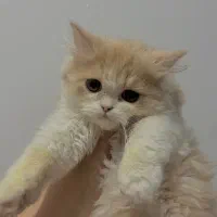 گربه نژاد دار پرشین