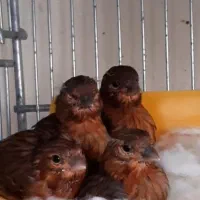 قناری سرخ سوخته  سهره  فنچ