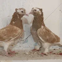 جفت لیلک زرد