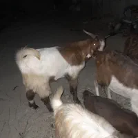 چپش