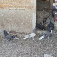 کرواتی سینه فر ماده کبوتراصفهانی دم سفید طوقی پرشی
