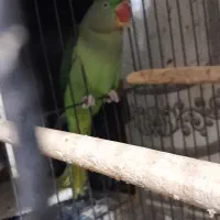طوطی،جوجه طوطی ملنگو،راهب