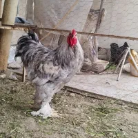 خروس برهما