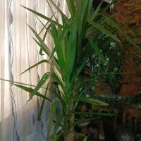 گل یوکا . بنسای آپارتمانی . از تولید به مصرف
