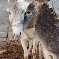 باسلام فروش الاغ وکر ه