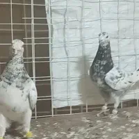 دوتا سرور هفرنگ نر