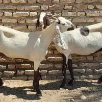 بز پاکستانی