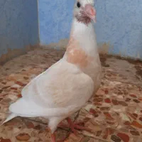 جوجه کبوتر
