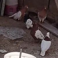 پرنده